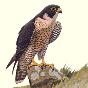 300x300 Coopers Hawk - Peregrine Falcon Watercolor