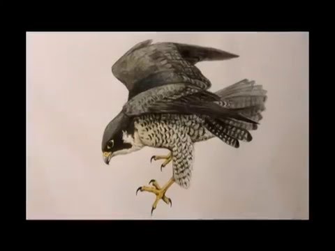 480x360 Draw And Paint A Peregrine Falcon - Peregrine Falcon Watercolor