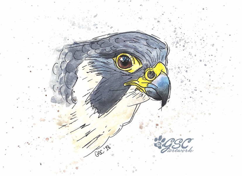 827x600 Gsc Artwork Random Project Of The Week Peregrine Watercolor - Peregrine Falcon Watercolor