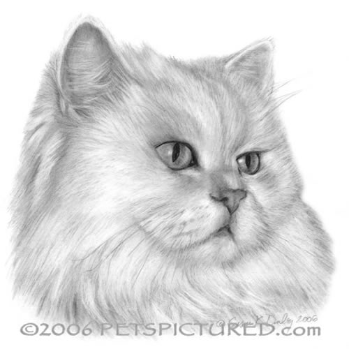 500x500 White Persian Cat - Persian Watercolor