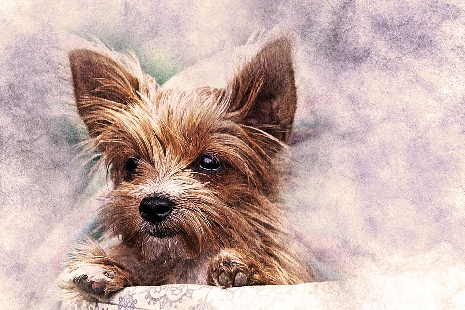 960x640 Free Photo Nature Dog Art Pet Watercolor Puppy Abstract - Pet Watercolor