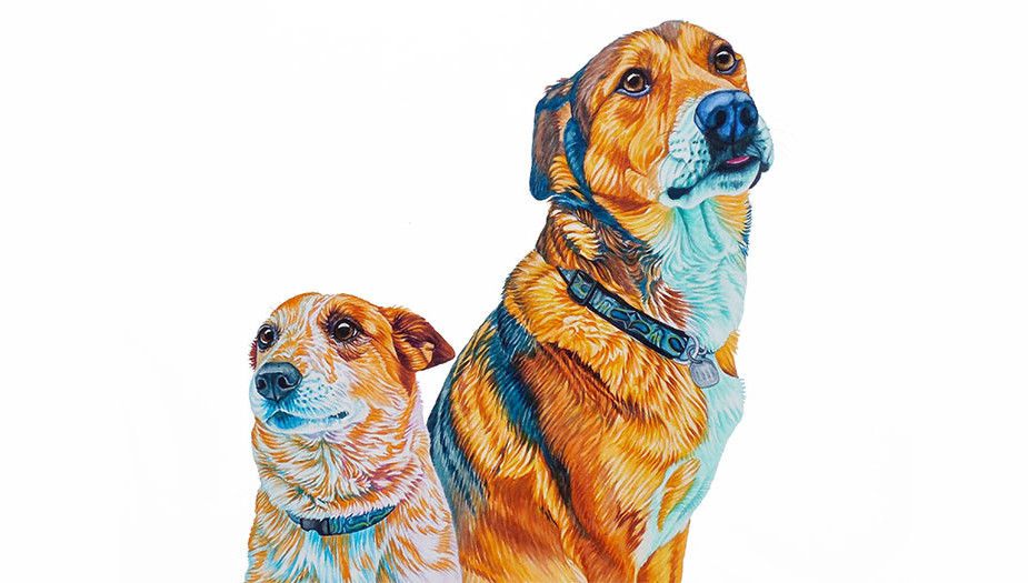 925x525 Susanna Patterson Custom Watercolor Pet Portraits - Pet Watercolor