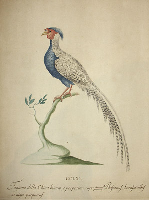 299x400 Natural History Art, Birds, Manetti, Pheasant, Italian, Antique - Pheasant Watercolor