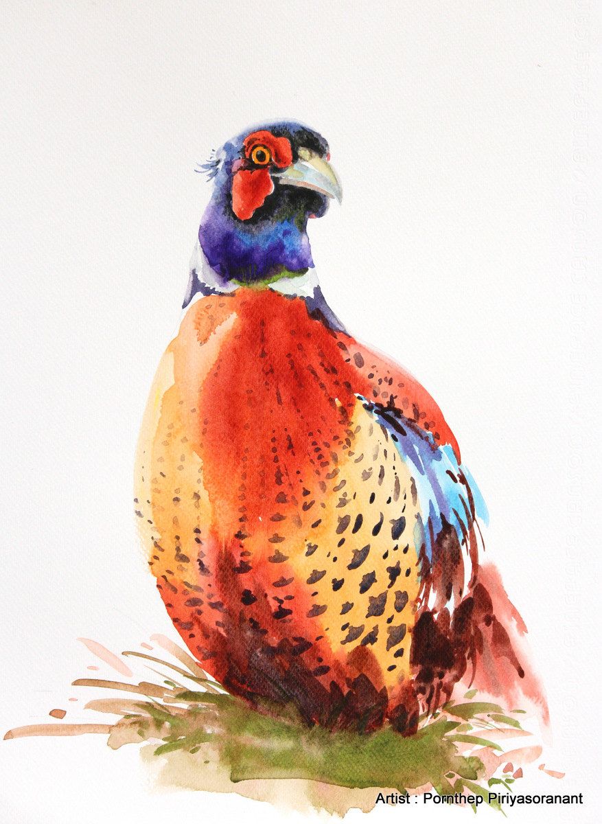 877x1200 Pheasant Bird Painting Watercolor, Watercolor Painting, Bird Art - Pheasant Watercolor