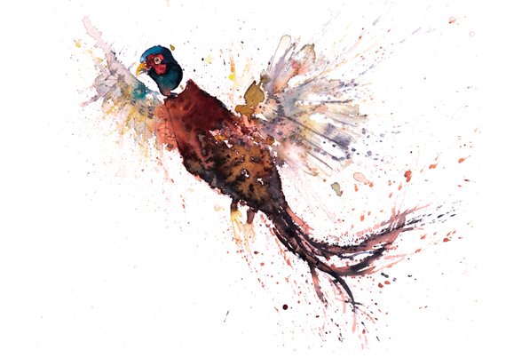570x403 Pheasant Paintings - Pheasant Watercolor