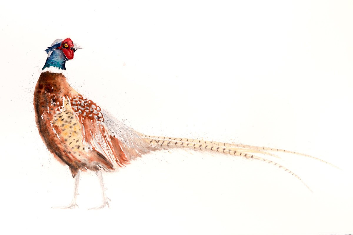 1200x800 Pheasant Watercolor Painting Watercolour - Pheasant Watercolor