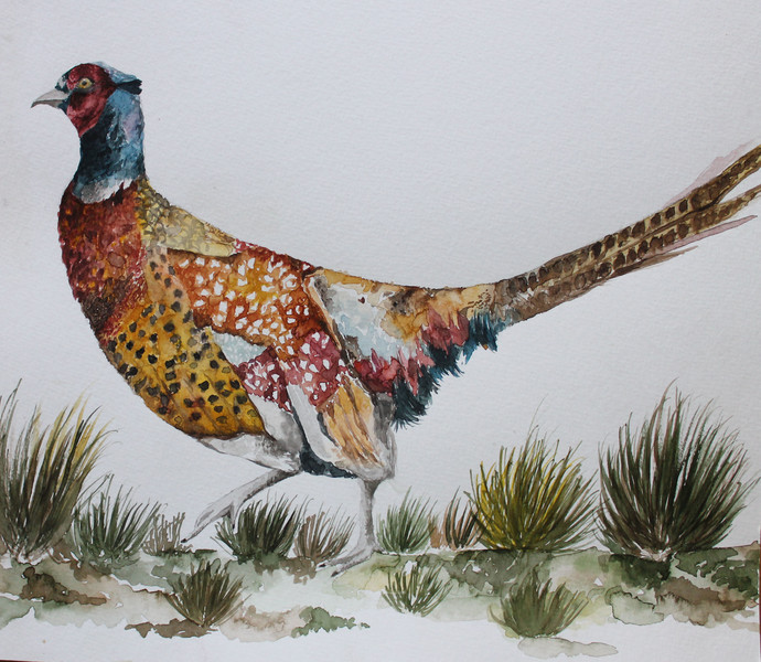 690x600 Pheasant By Artist Rudrakshi Impressionism, Painting Mojarto - Pheasant Watercolor