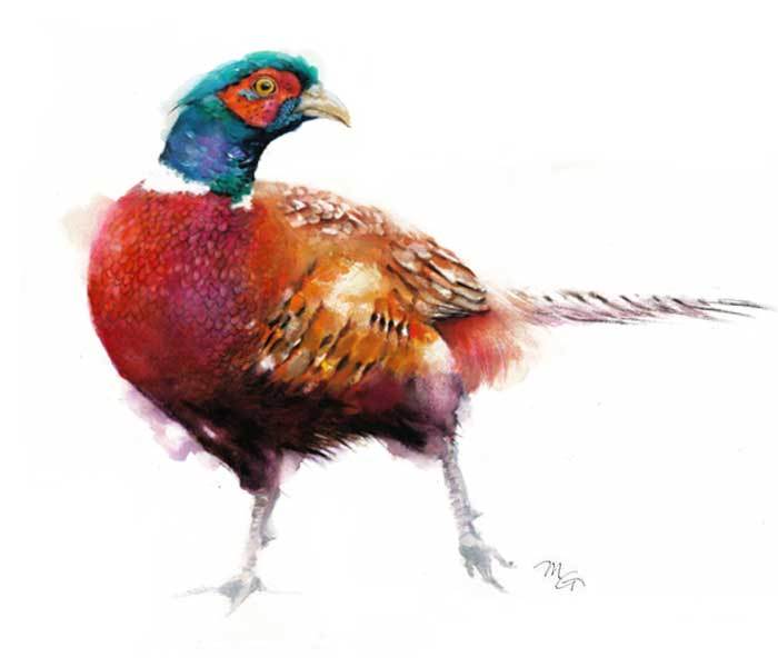 700x600 Ring Necked Pheasant Watercolor Archival Print Mira Guerquin - Pheasant Watercolor