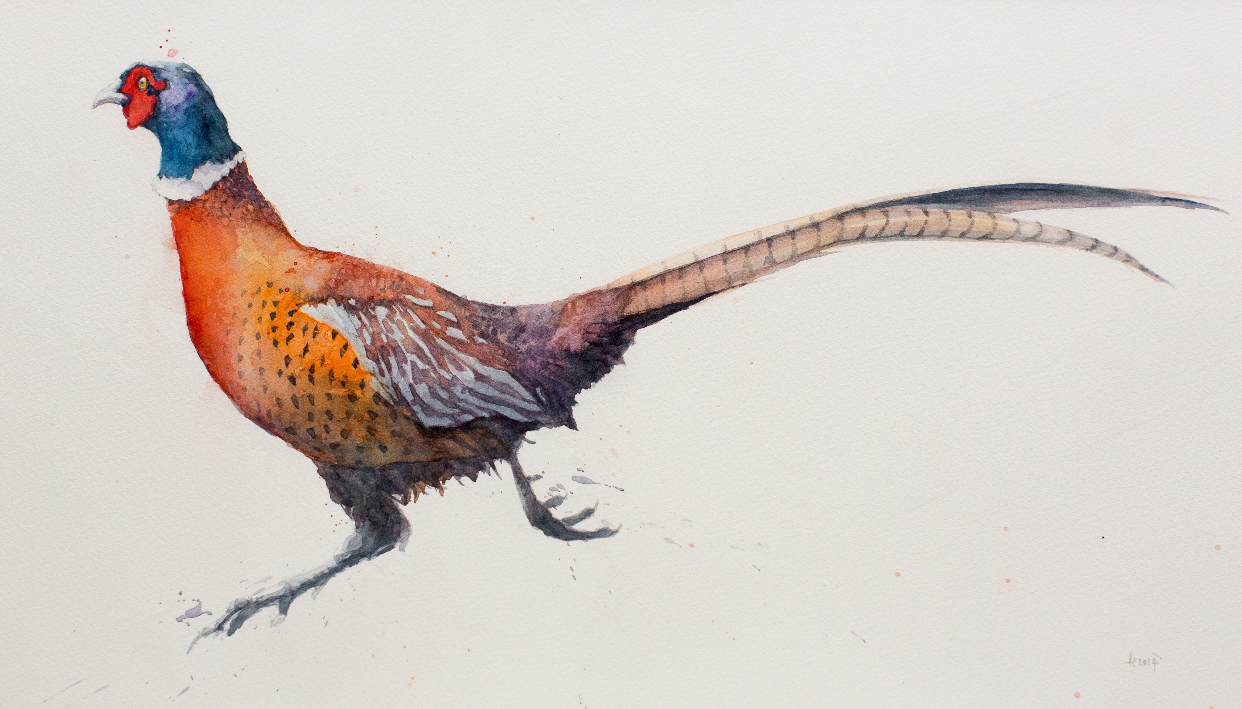 4096x2340 Running Pheasant 1 Watercolour 2014. Available As Limited Edition - Pheasant Watercolor
