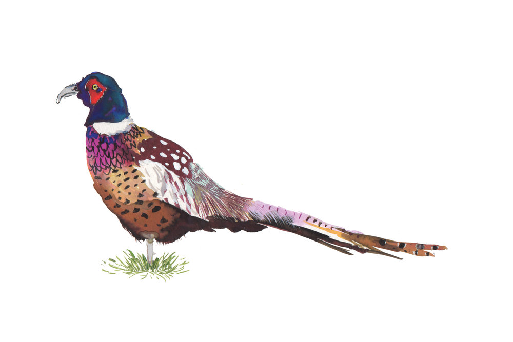 1000x667 Watercolor Pheasant Illustration Print Julie King Studio - Pheasant Watercolor
