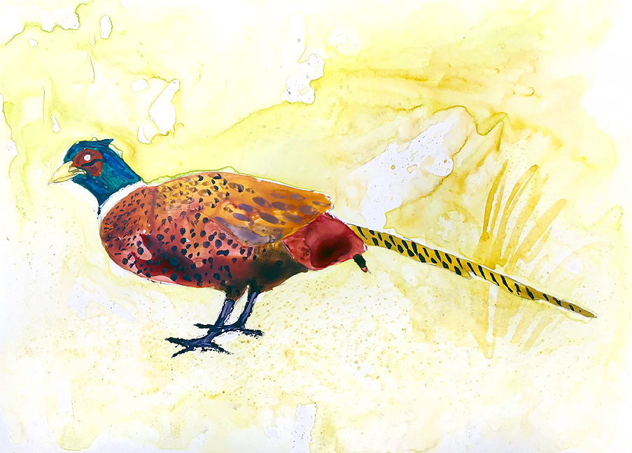 903x648 Watercolor Wednesday - Pheasant Watercolor