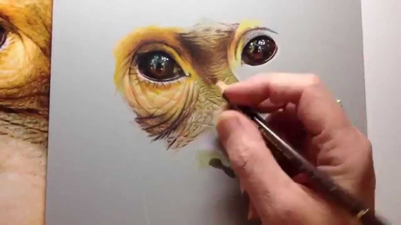 1280x720 Photorealistic Speed Drawing Of An Orangutan - Photorealistic Watercolor