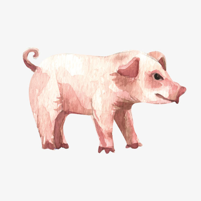 650x651 Watercolor Effect Cute Pig, Watercolor Vector, Pig Vector, Vector - Pig Watercolor