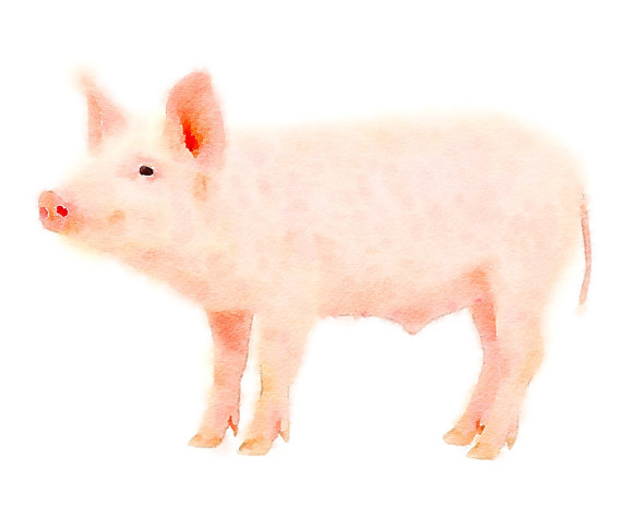 570x475 Clipart Pig Watercolor - Pig Watercolor