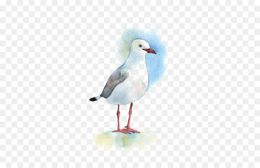 900x580 Gulls Bird Watercolor Painting Drawing - Pigeon Watercolor