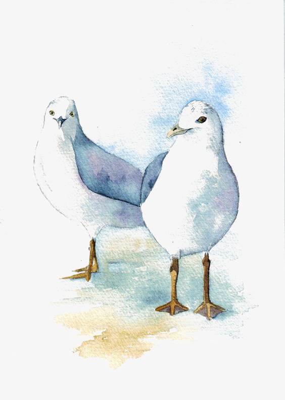 564x791 Hand Painted Watercolor Pigeons, Watercolor Clipart, Pigeon, Birds - Pigeon Watercolor