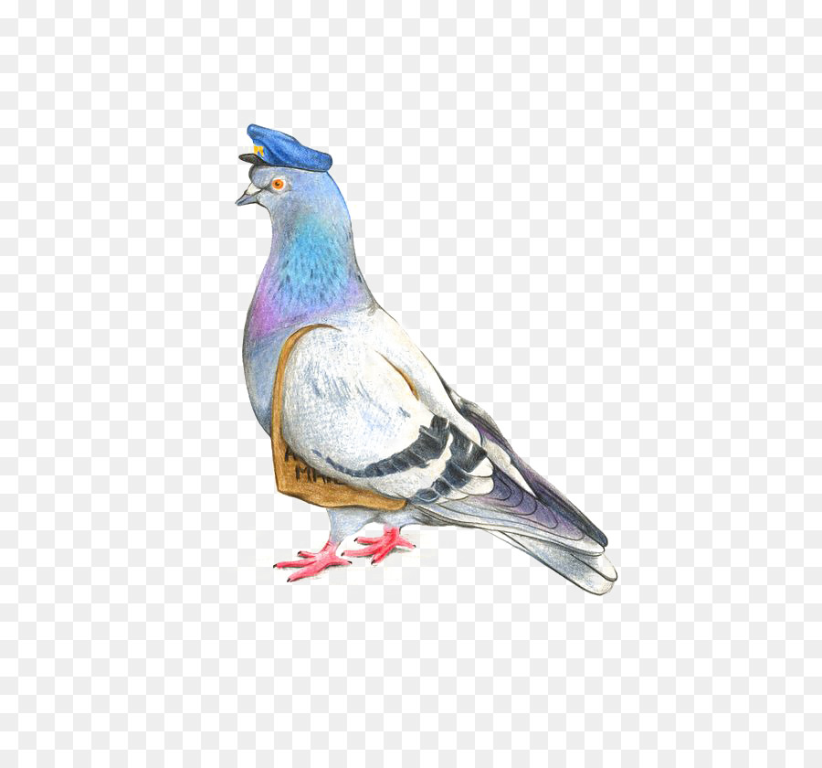 900x840 Homing Pigeon Columbidae Drawing Watercolor Painting Illustration - Pigeon Watercolor