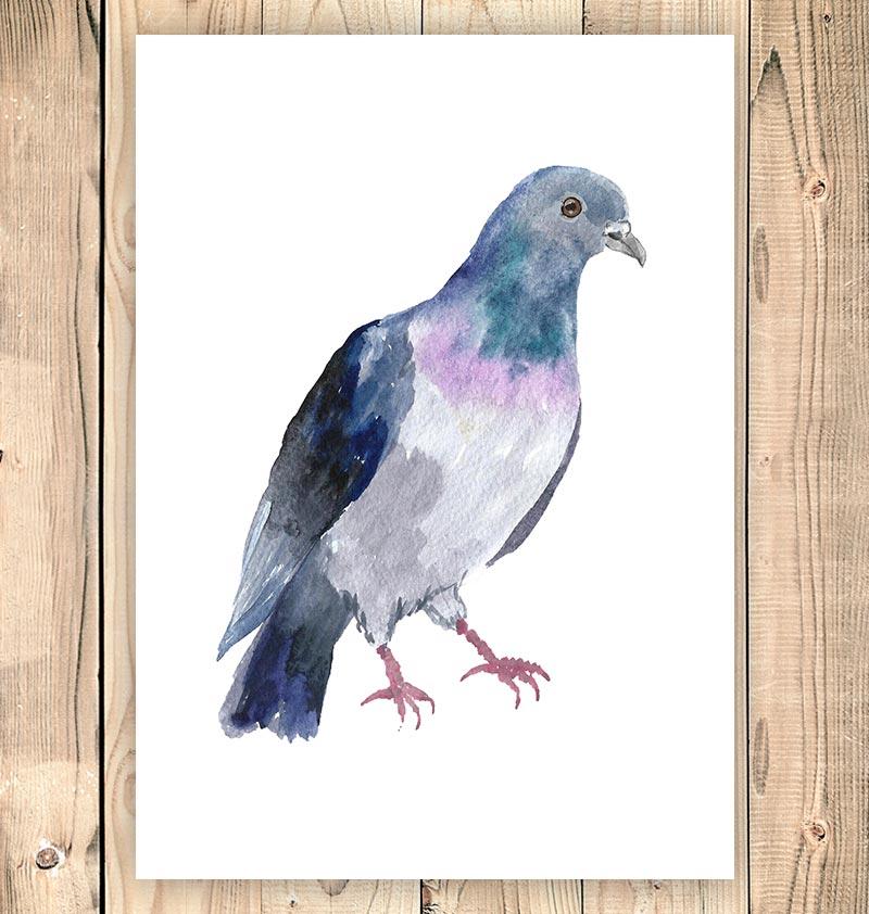 800x842 Pigeon - Pigeon Watercolor