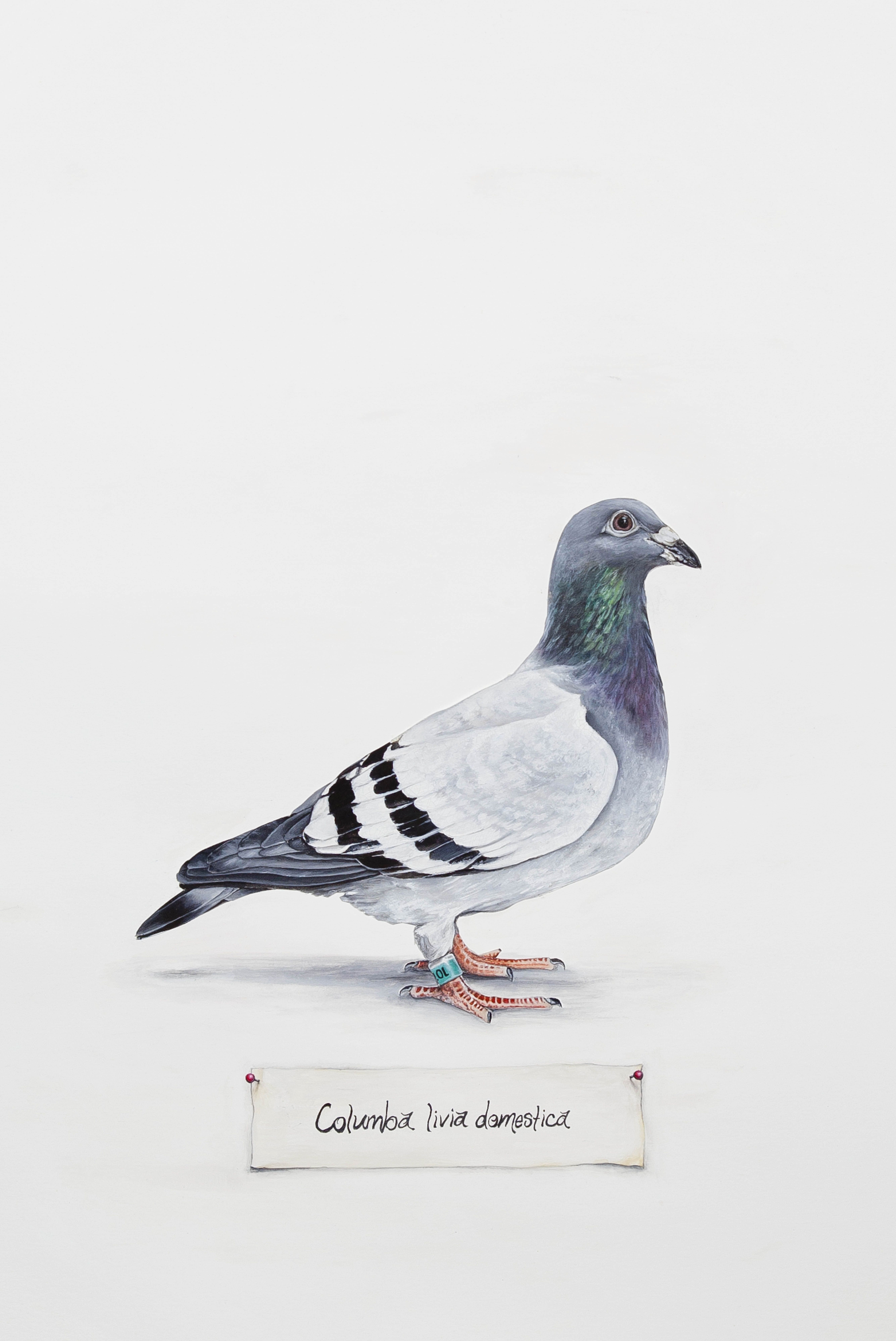 5340x7992 Pigeon - Pigeon Watercolor