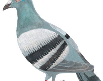 340x270 Pigeon Watercolor Etsy - Pigeon Watercolor