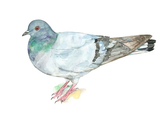 570x407 Pigeon Watercolor Painting Bird Watercolor Painting 5x7 Etsy - Pigeon Watercolor