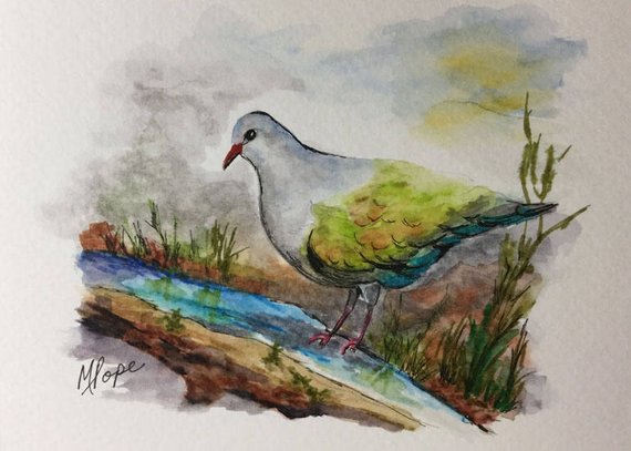 570x407 Pigeon Watercolor Paintingwatercolor And Inkpigeon Etsy - Pigeon Watercolor