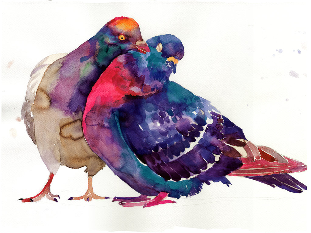 1024x768 Pigeons By Takmaj - Pigeon Watercolor