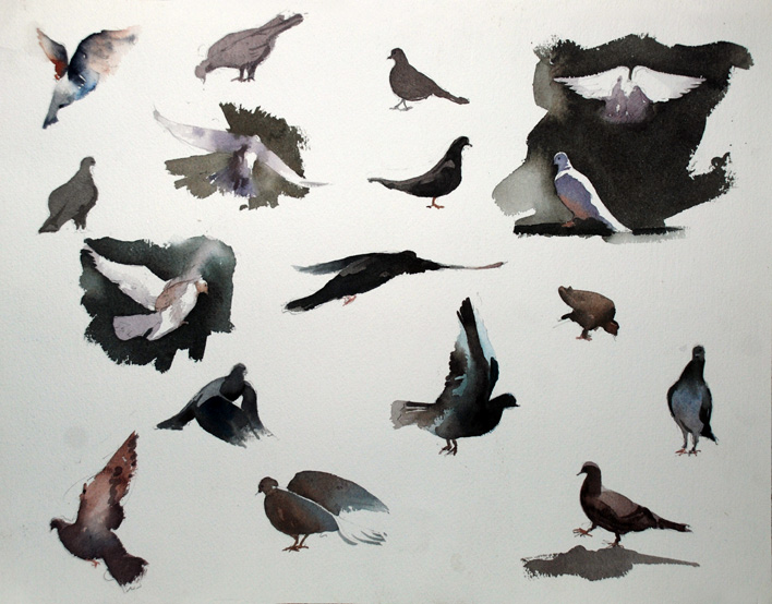 708x554 Steve Puttrich 2011 - Pigeon Watercolor