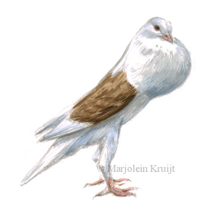 456x450 Voorburg Shield Cropper Pigeon Illustration For Sale - Pigeon Watercolor