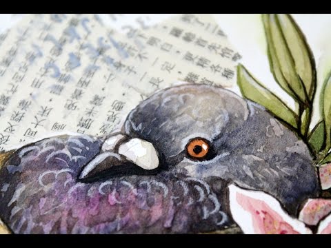 480x360 Watercolour Pigeon Painting - Pigeon Watercolor