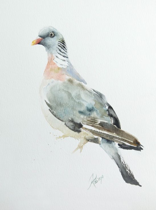 548x735 Wood Pigeon (Columba Palumbus) Birds, Etc. - Pigeon Watercolor