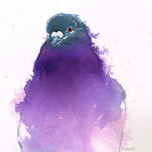 500x500 Pigeon Watercolor Almost Watercolor - Pigeon Watercolor