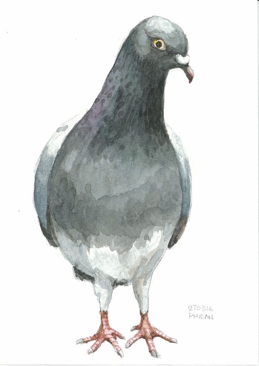 827x1169 Watercolour Pigeon Watercolor - Pigeon Watercolor