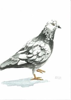 236x333 Watercolour Pigeon - Pigeon Watercolor