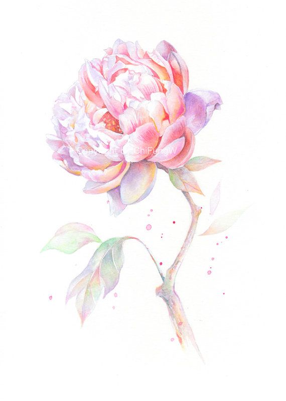 570x798 106 Best Watercolor Flower Images Water Color Flower - Pink Flower Watercolor