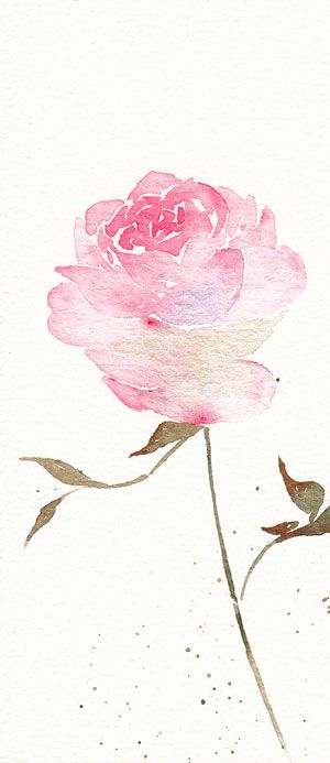 300x693 Pink Rose Watercolour Watercolor Painting Water Painting - Pink Rose Watercolor