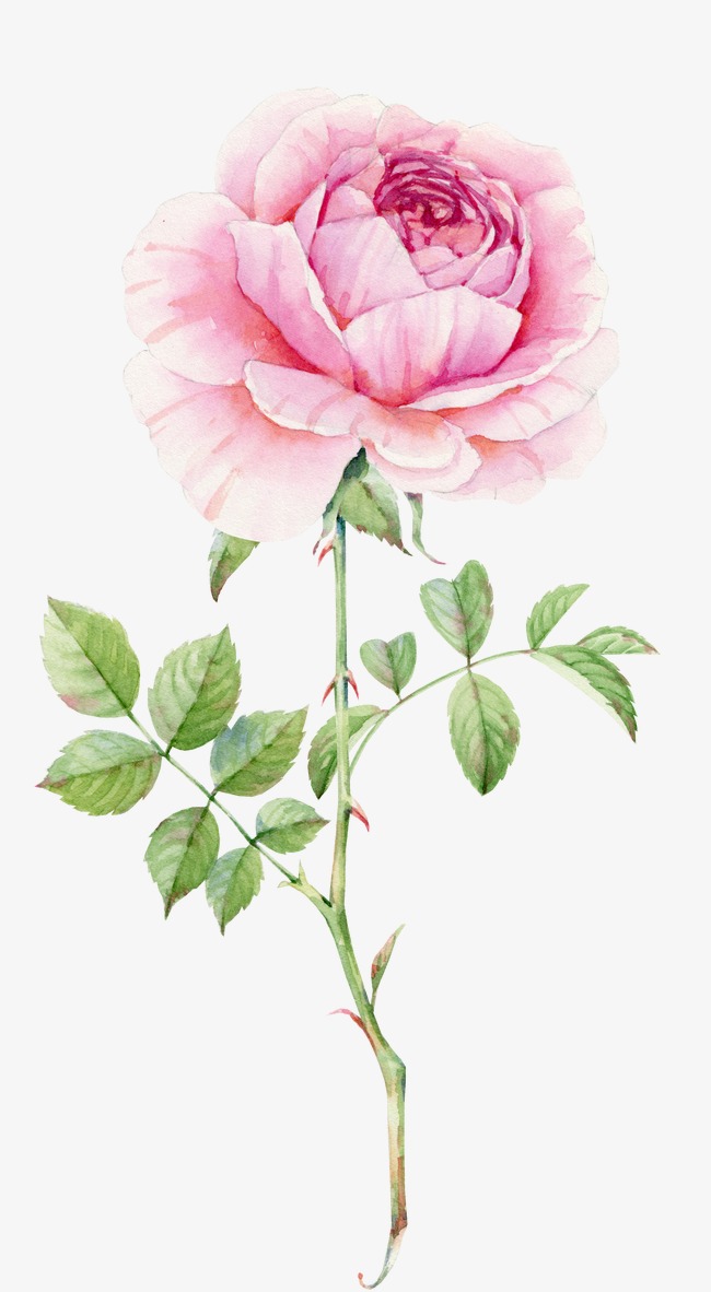 650x1182 Delicate Pink Roses Watercolor, Watercolor Clipart, Pink - Pink Rose Watercolor