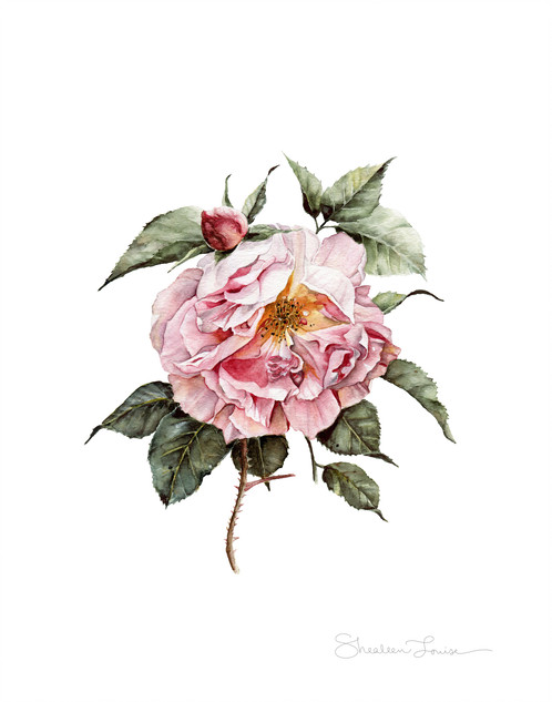 498x633 Wilting Pink Rose - Pink Rose Watercolor