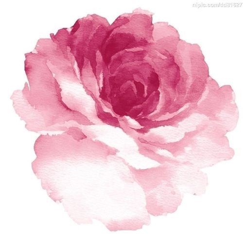 500x487 Watercolour... The Very First Painting Technique I Ever Learned - Pink Rose Watercolor