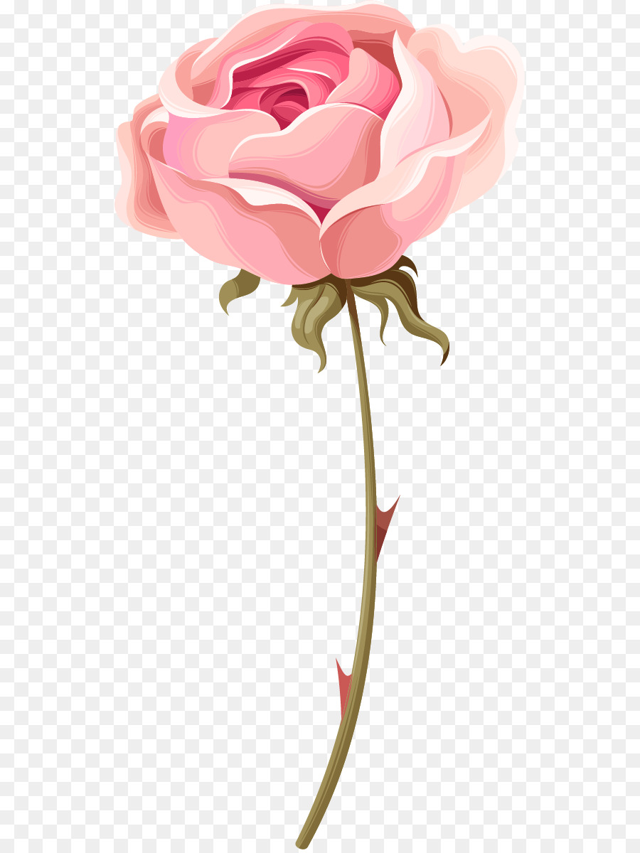 900x1200 Garden Roses Beach Rose Centifolia Roses Pink - Pink Rose Watercolor