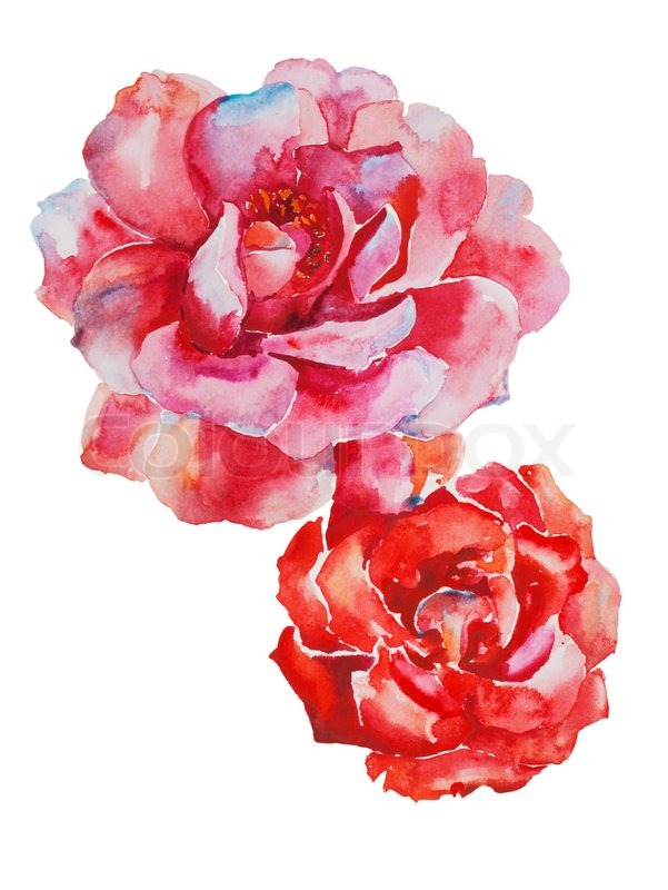 601x800 Two Pink And Red Roses Flowers Original Watercolor Art Isolated On - Pink Watercolor Art