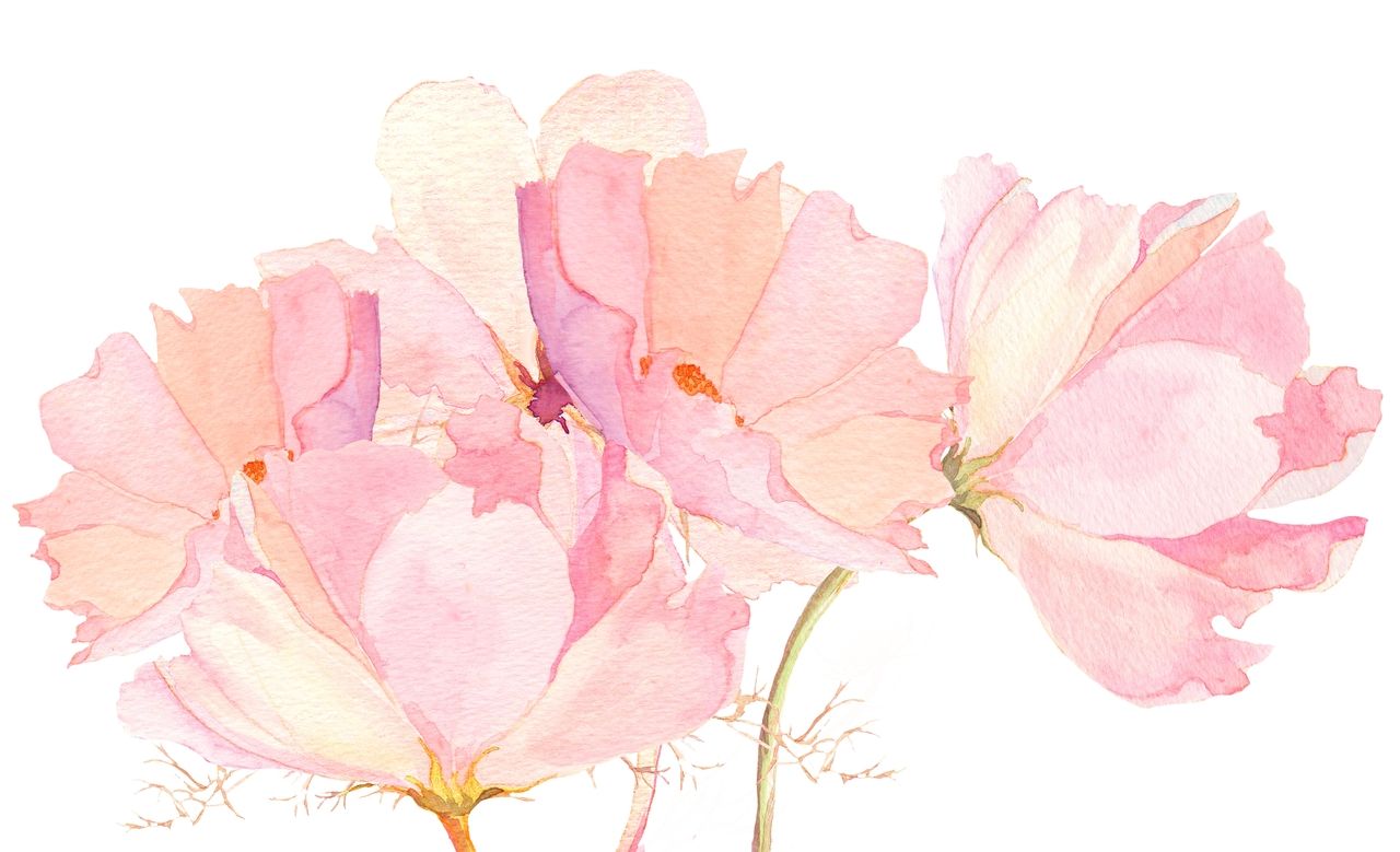 1280x779 Pix For Gt Tumblr Watercolor Flowers Art Watercolor In 2018 - Pink Watercolor Flowers