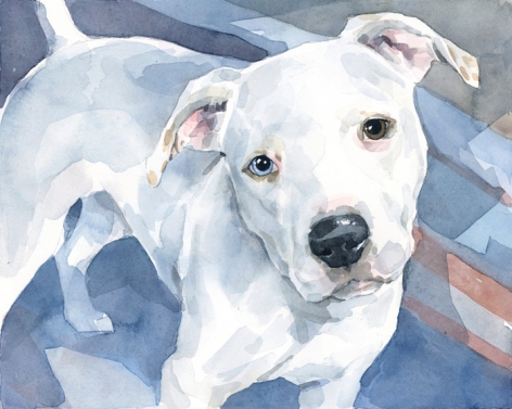 472x377 Pit Bull Watercolor David Scheirer Watercolors - Pitbull Watercolor