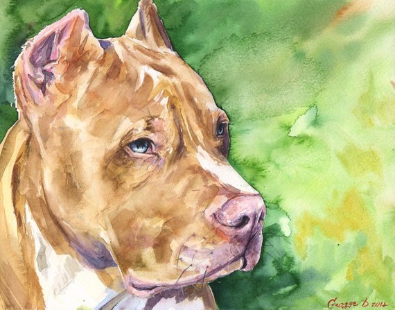 570x447 Pitbull Watercolor Print Of The Original Painting Art Cute Etsy - Pitbull Watercolor
