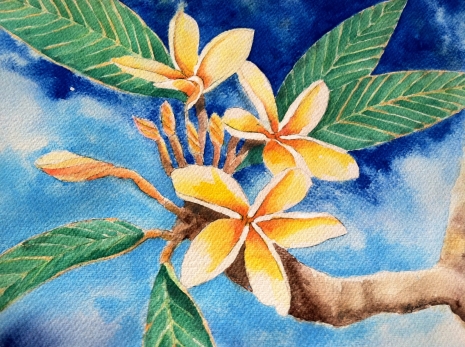 465x347 Plumeria Art Designs By Lenila - Plumeria Watercolor