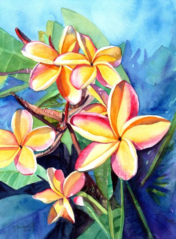 600x811 Plumeria Watercolor, Tropical Flowers, Frangipani Art, Kauai Fine - Plumeria Watercolor