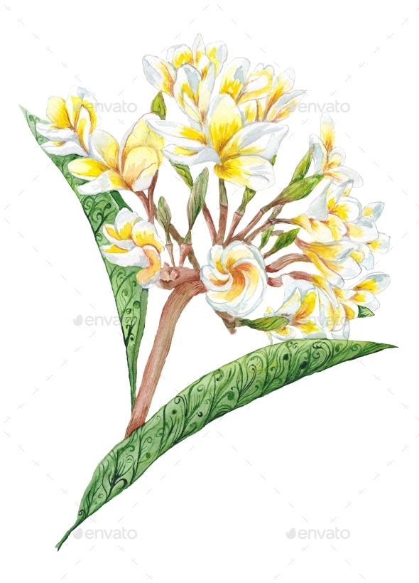 590x820 Plumeria Watercolor Plant By Kisika Graphicriver - Plumeria Watercolor