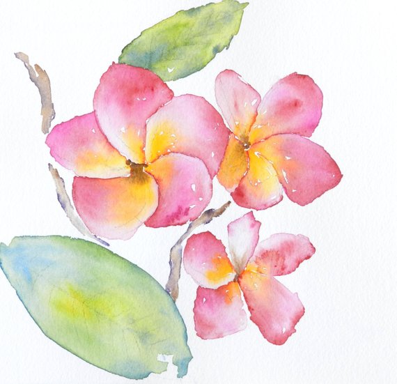 570x551 Plumeria Watercolor Print Watercolor Prints Art Prints Etsy - Plumeria Watercolor