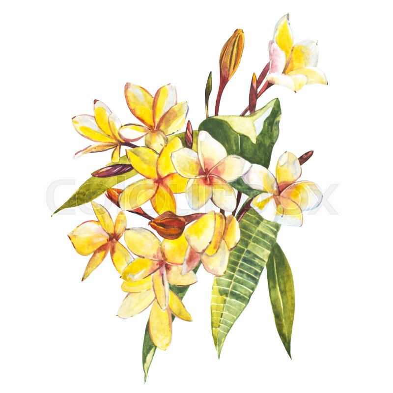 800x800 Plumeria Isolated On White Background. Tropical Set, Watercolor - Plumeria Watercolor
