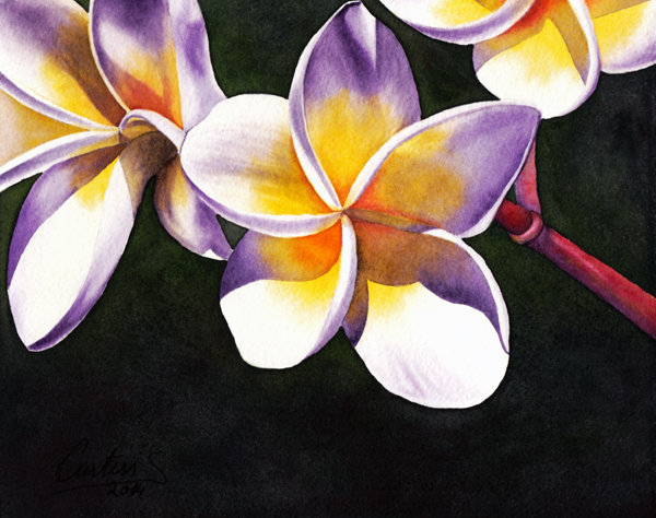 600x474 Tags - Plumeria Watercolor